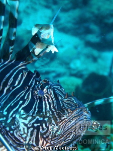 fish control.
they tend to pose for the camera, which ma... by Arun Madisetti 